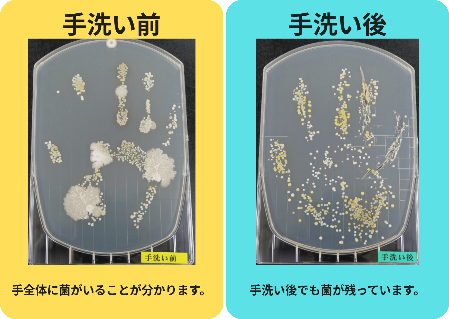 手洗い前：手全体に菌がいることが分かります。手洗い後：手洗い後でも菌が残っています。